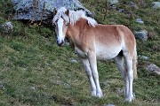 93 Bel cavallino mi osserva
